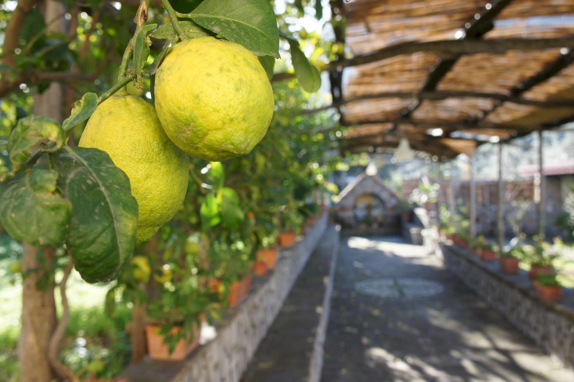 San Francesco Relais Bed and Breakfast Massa Lubrense Εξωτερικό φωτογραφία